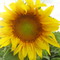 Certified organic sunflowers from Argentina.